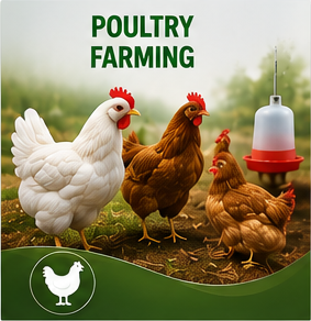 Poultry Farming